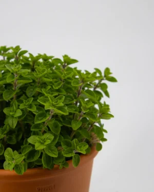 Menta marocchina - VivaiBrugna