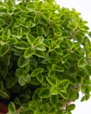 Menta marocchina - VivaiBrugna