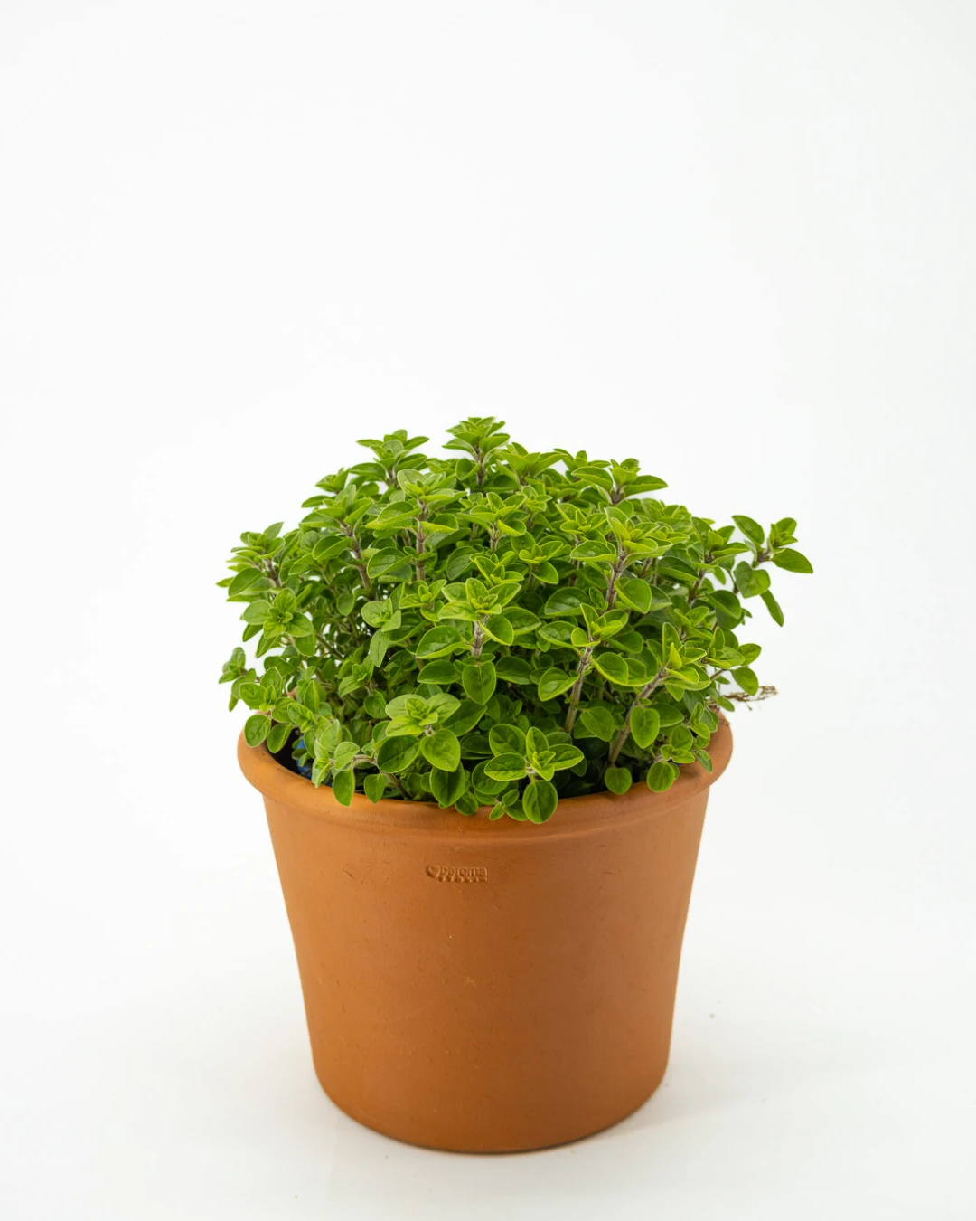 Menta marocchina - VivaiBrugna