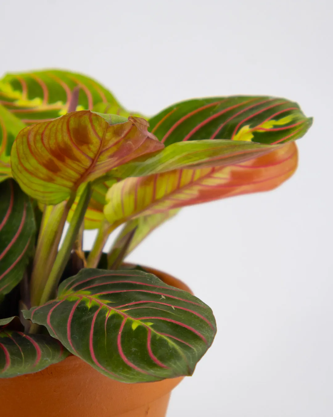 Maranta ‘Red Stripe’ - VivaiBrugna
