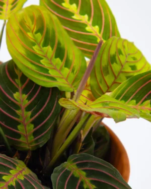 Maranta ‘Red Stripe’ - VivaiBrugna