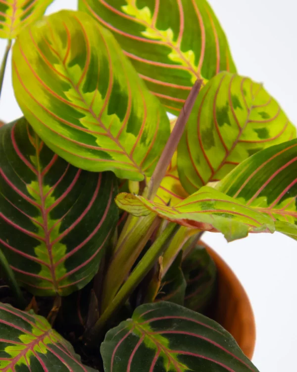 Maranta ‘Red Stripe’ - VivaiBrugna