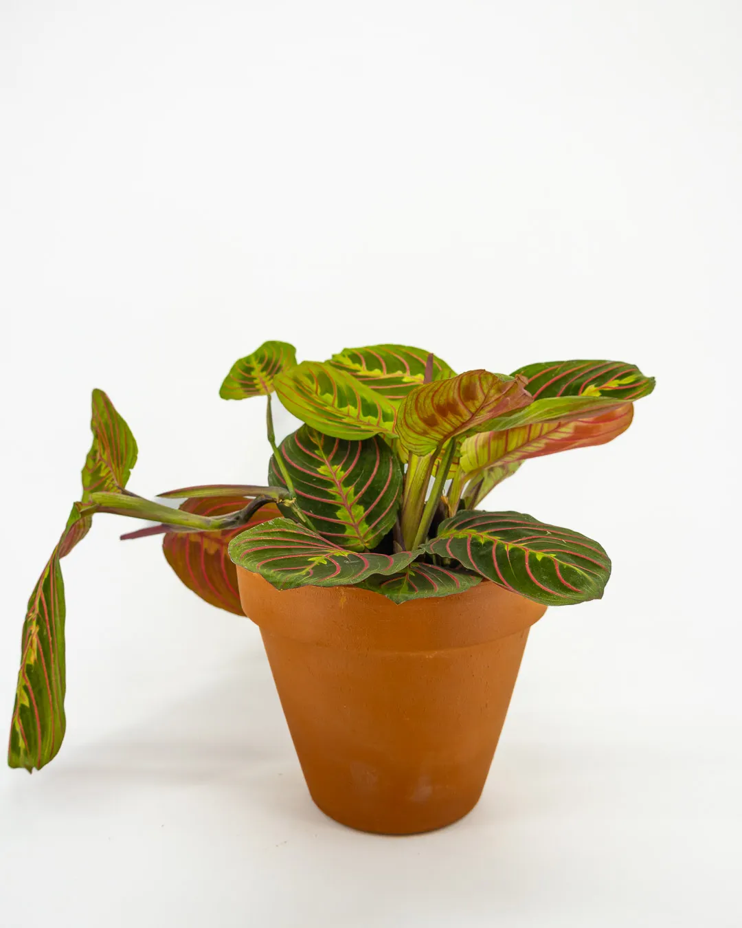 Maranta ‘Red Stripe’ - VivaiBrugna
