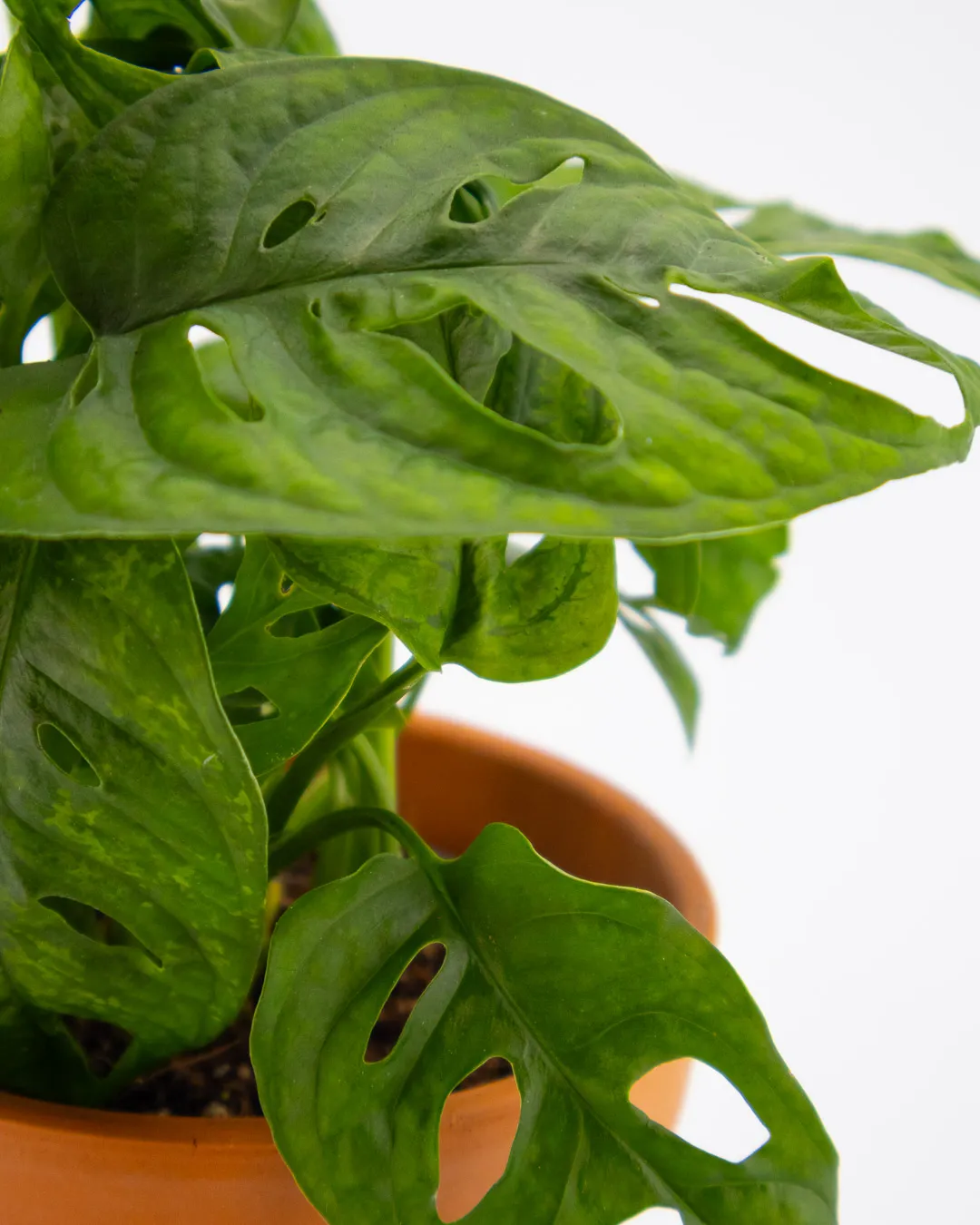 Monstera ‘Monkey Mask’ - VivaiBrugna