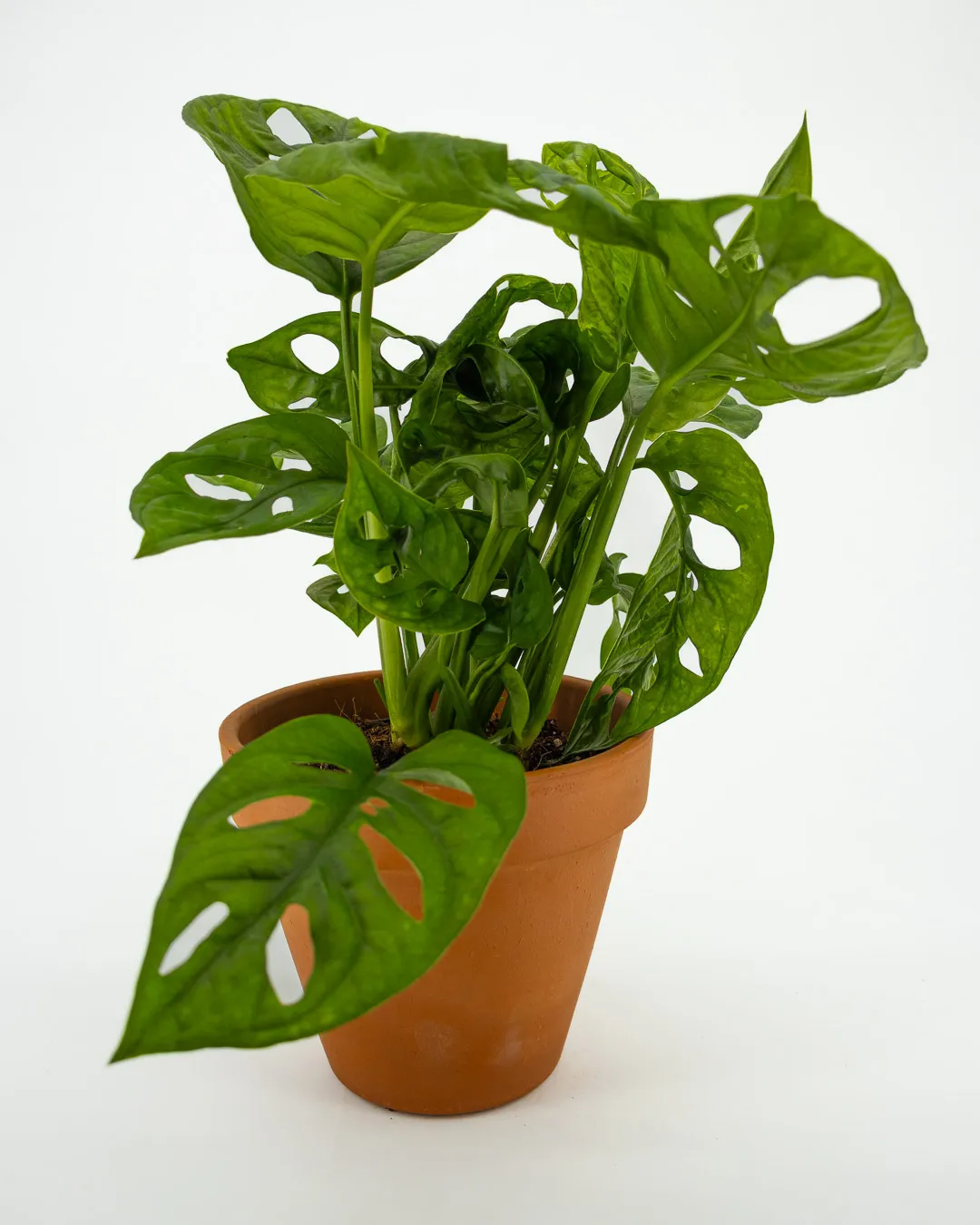Monstera ‘Monkey Mask’ - VivaiBrugna