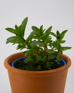 Origano da talea - VivaiBrugna