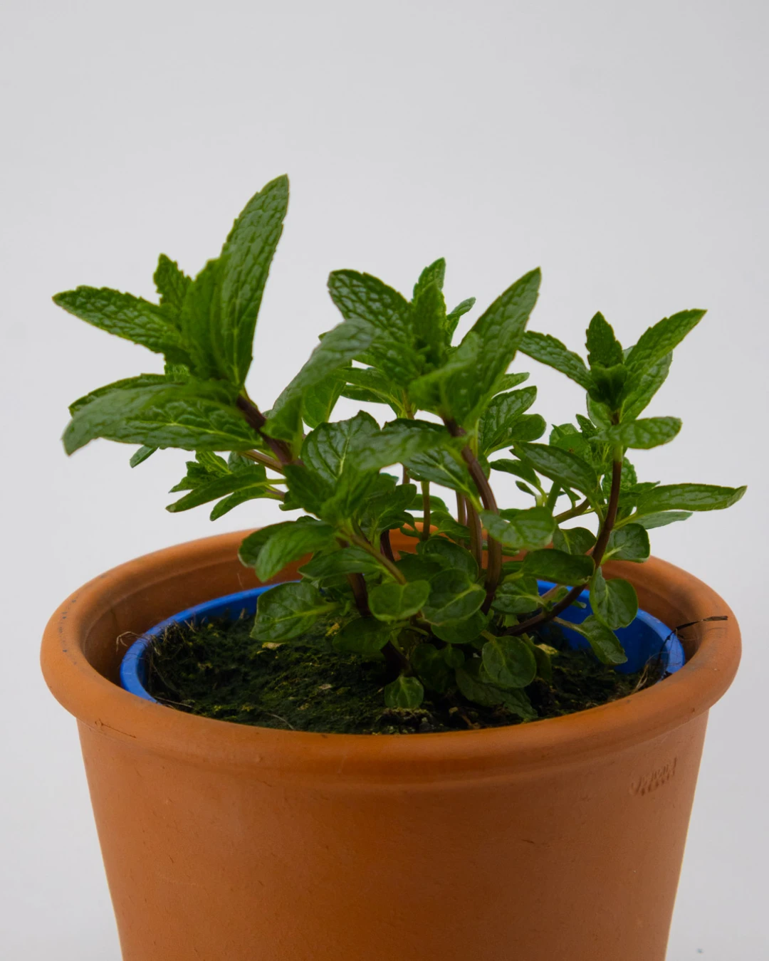 Origano da talea - VivaiBrugna