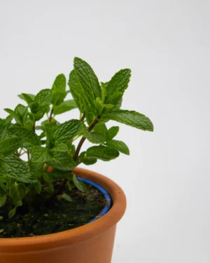 Origano da talea - VivaiBrugna