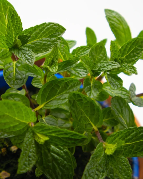 Origano da talea - VivaiBrugna
