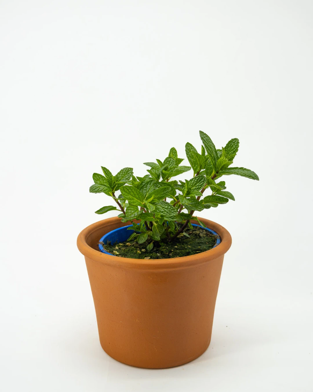 Origano da talea - VivaiBrugna