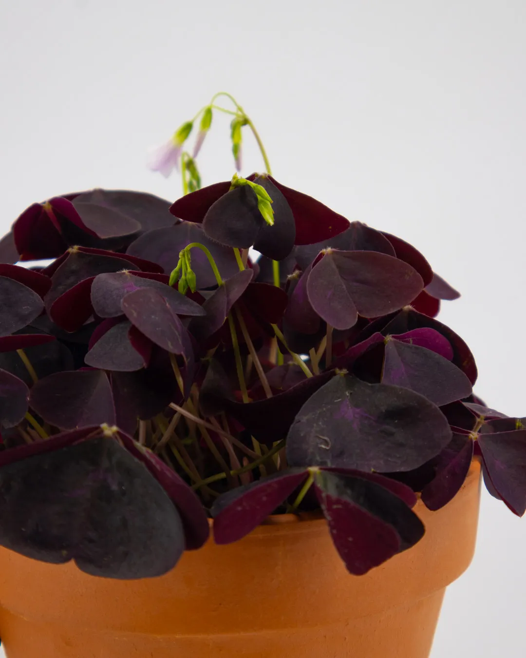 Oxalis ikigai triangularis - VivaiBrugna