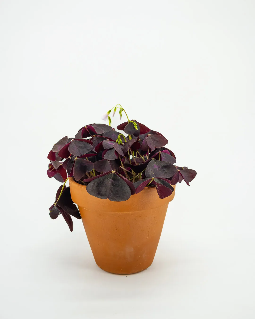 Oxalis ikigai triangularis - VivaiBrugna