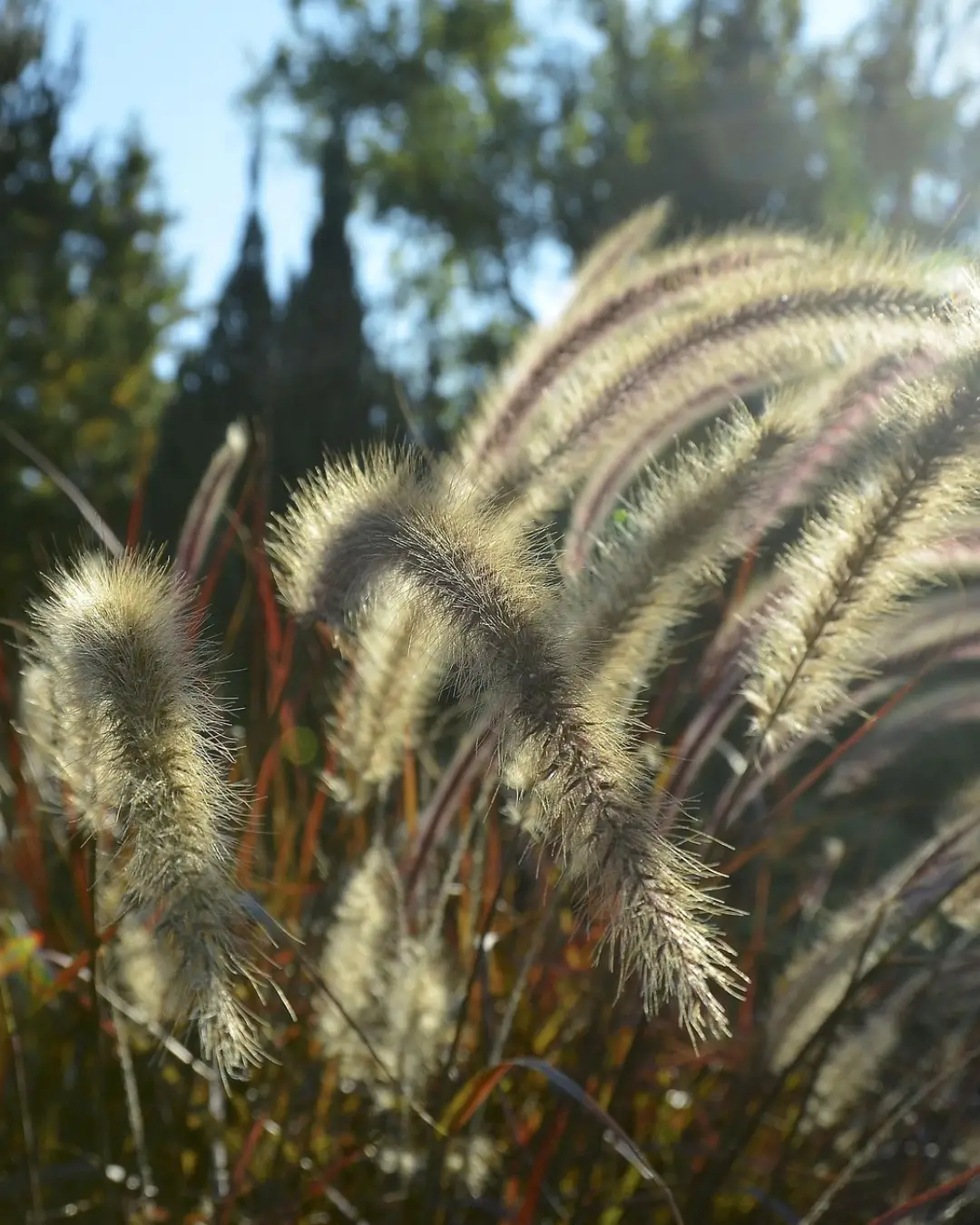 Pennisetum alopecuroides Little Spreng - VivaiBrugna