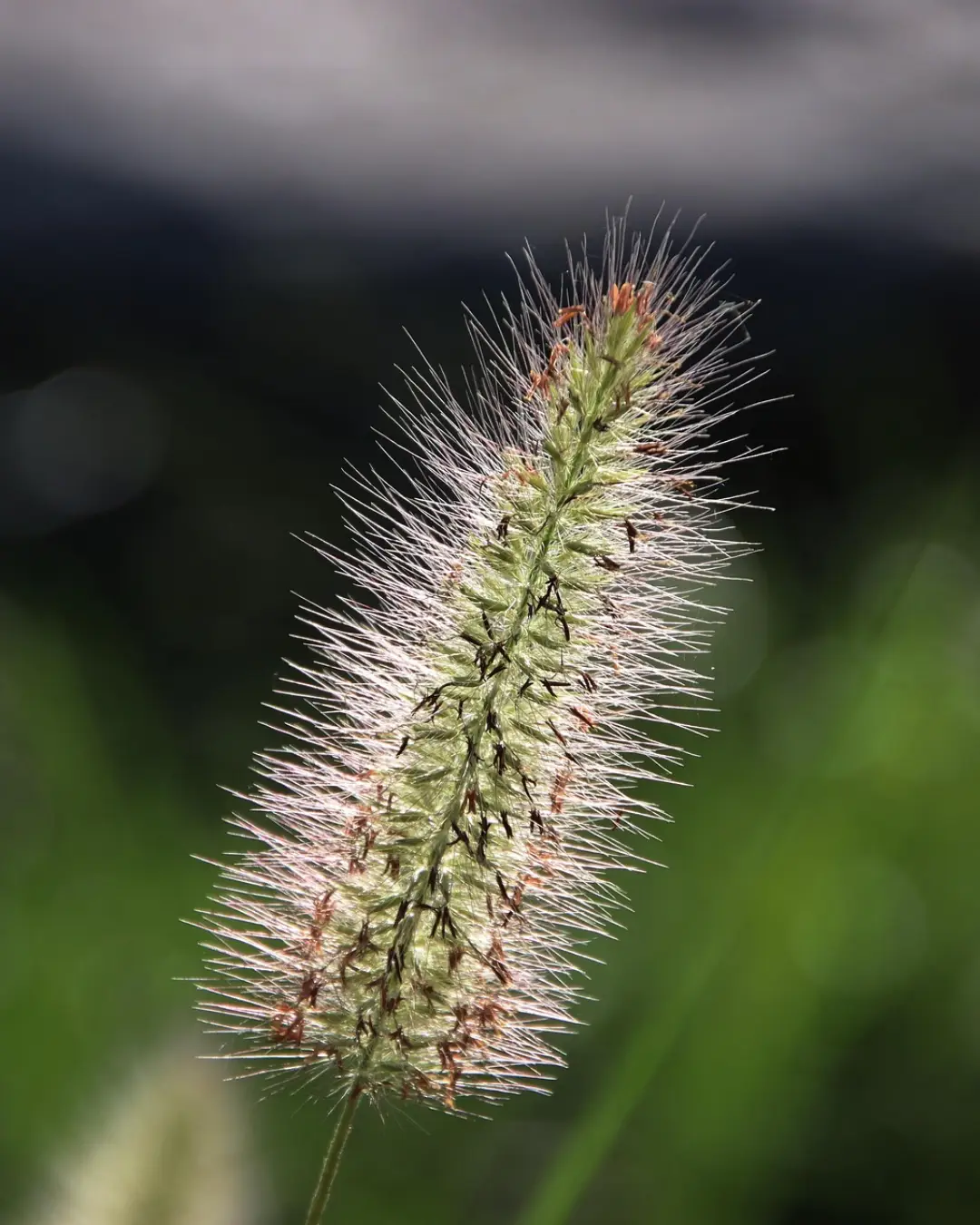 Pennisetum alopecuroides Little Spreng - VivaiBrugna