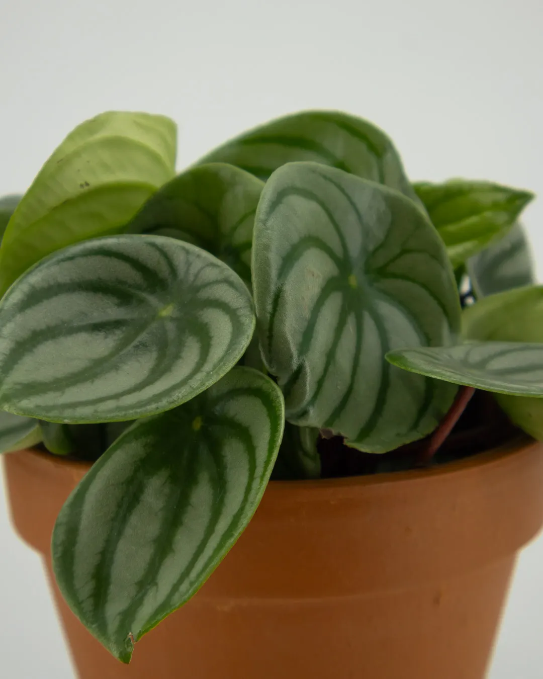 Peperomia anguria - VivaiBrugna