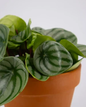 Peperomia anguria - VivaiBrugna