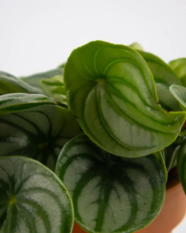 Peperomia anguria - VivaiBrugna