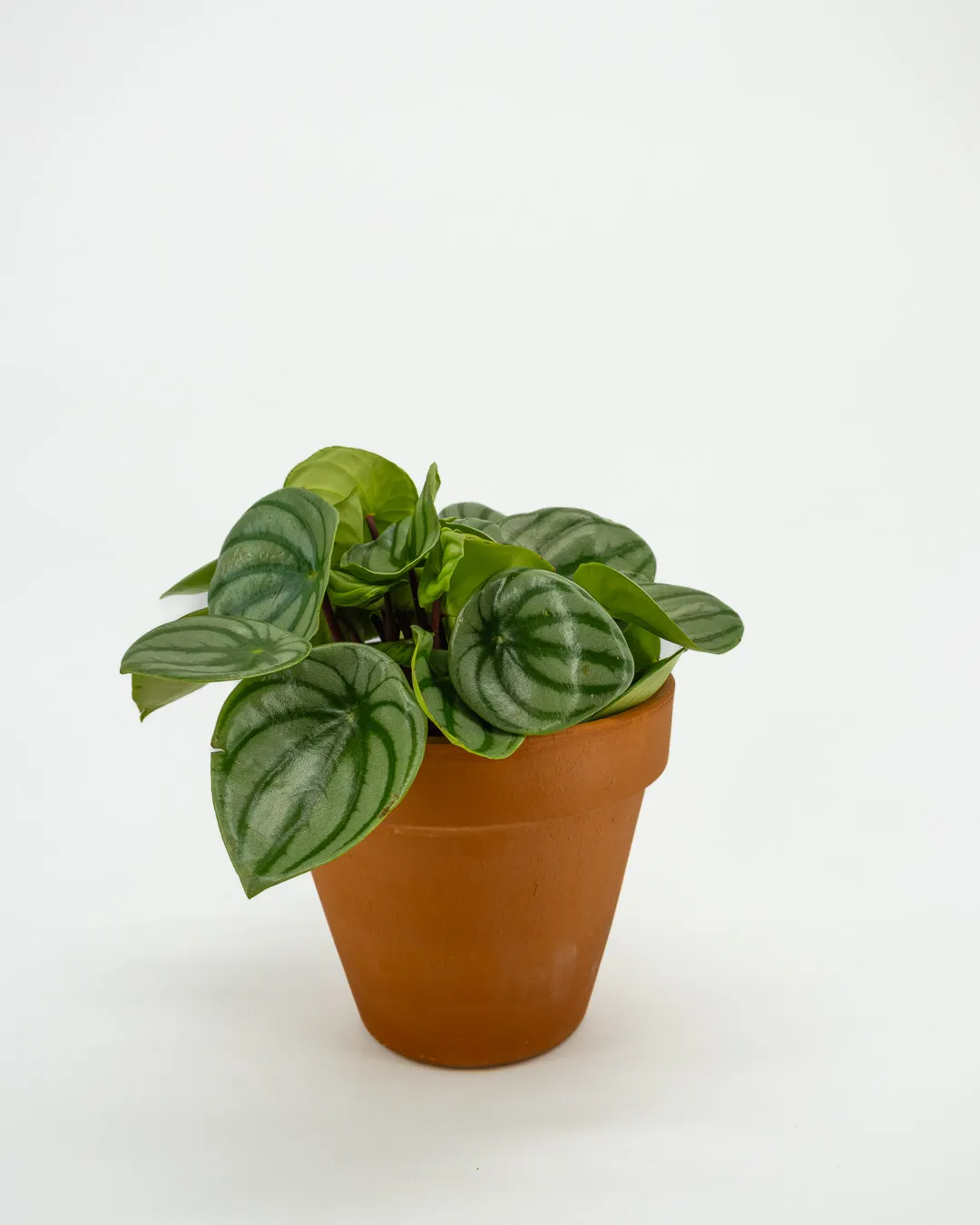 Peperomia anguria - VivaiBrugna
