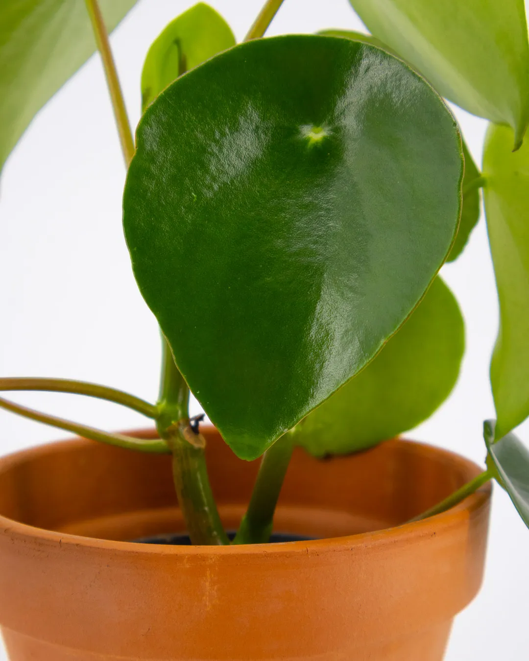 Peperomia polybotrya - VivaiBrugna