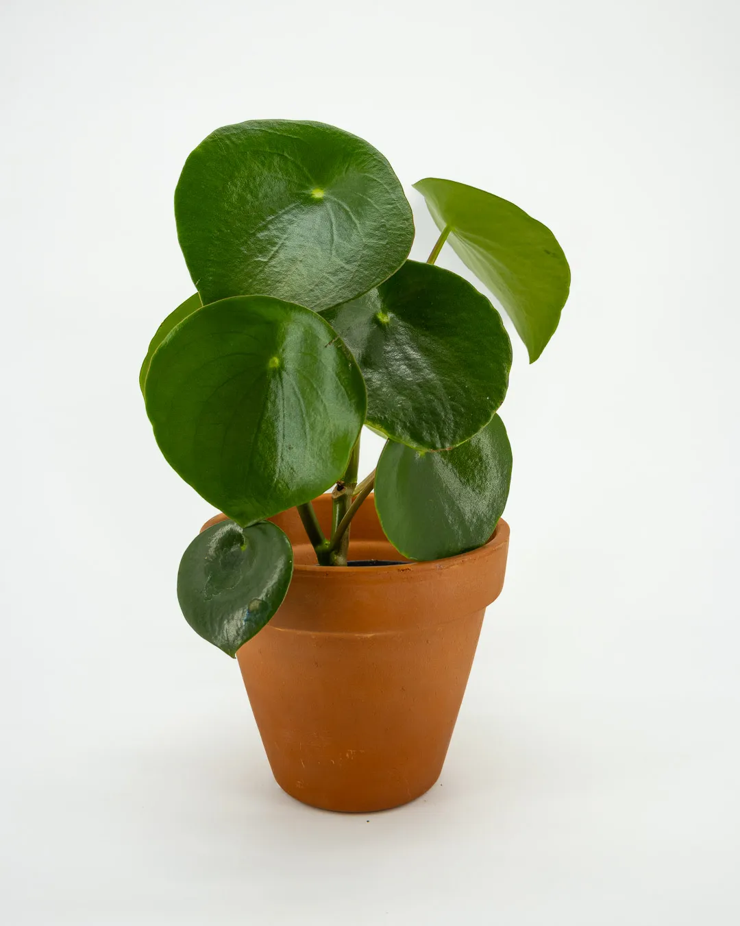 Peperomia polybotrya - VivaiBrugna
