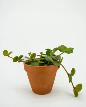 Peperromia Hope - VivaiBrugna