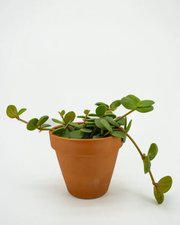 Peperromia Hope - VivaiBrugna