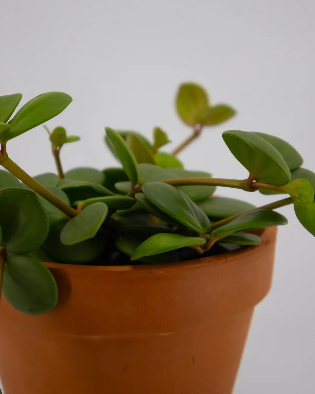 Peperromia Hope - VivaiBrugna
