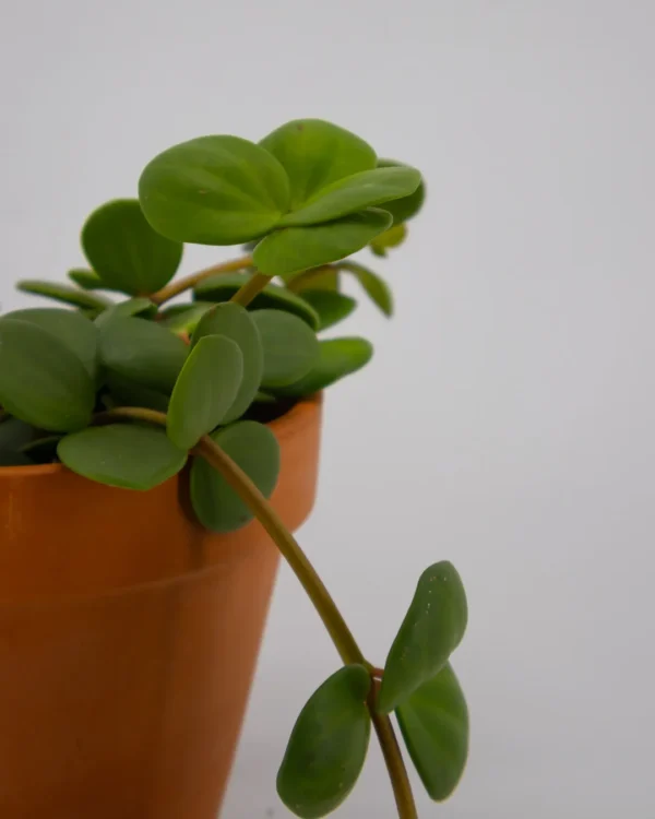 Peperromia Hope - VivaiBrugna