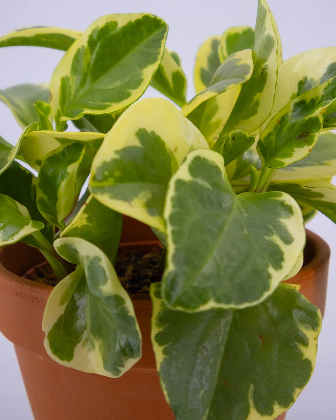 Peperromia obtusifolia usa - VivaiBrugna