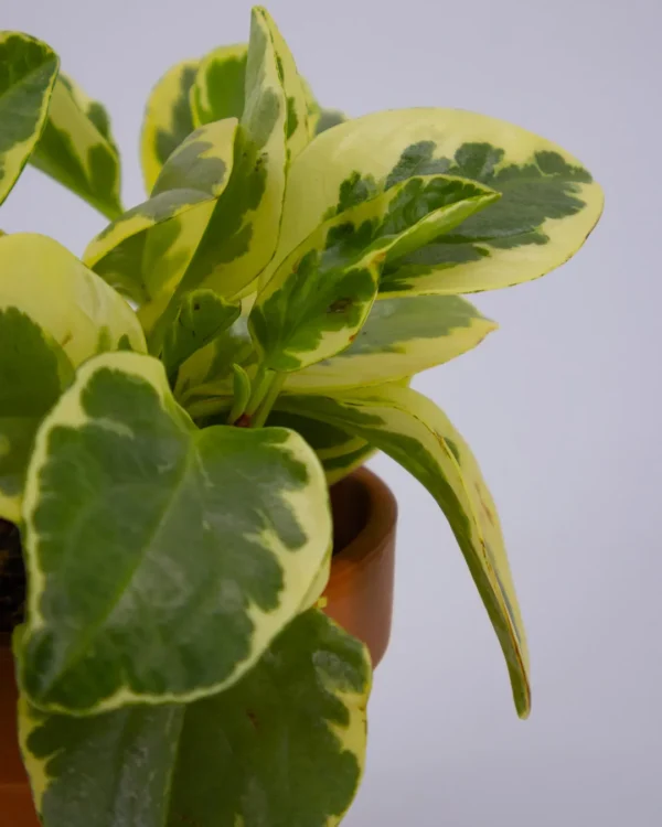 Peperromia obtusifolia usa - VivaiBrugna