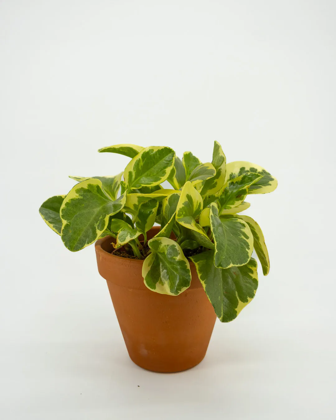 Peperromia obtusifolia usa - VivaiBrugna