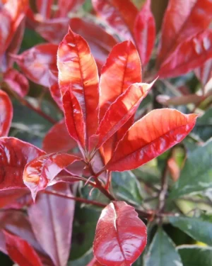 Photinia Fraseri Carre Rouge - VivaiBrugna