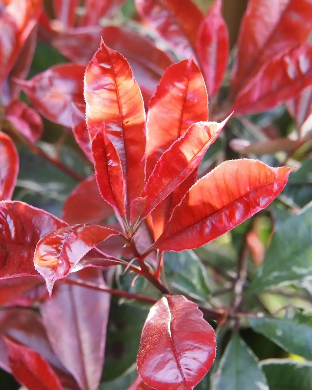 Photinia Fraseri Carre Rouge - VivaiBrugna