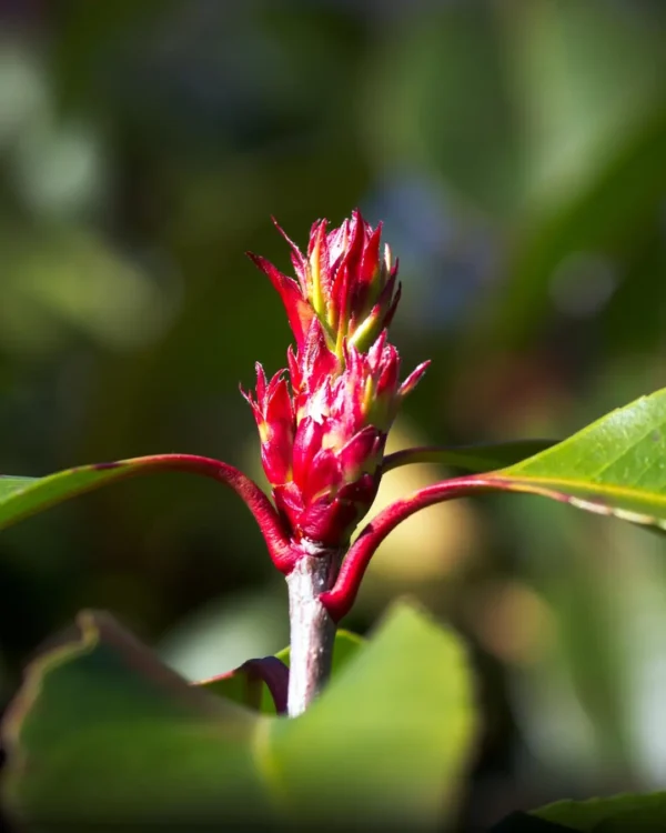 Photinia Fraseri Carre Rouge - VivaiBrugna