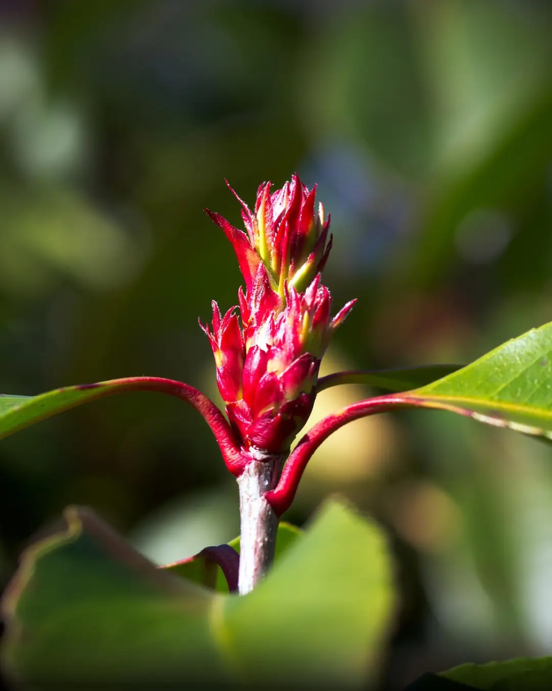 Photinia Fraseri Carre Rouge - VivaiBrugna