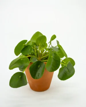 Pilea peperomioides - VivaiBrugna