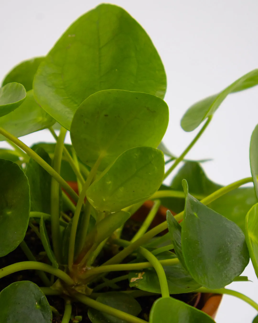 Pilea peperomioides - VivaiBrugna