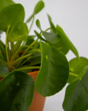 Pilea peperomioides - VivaiBrugna