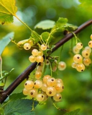 Ribes rubrum 'Versailles Blanche'