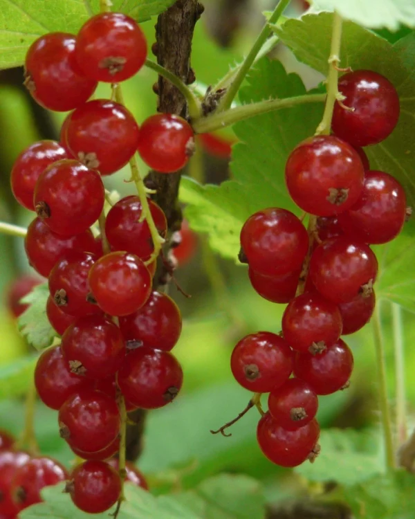 Ribes Rubrum Jonkheer Van Tets - VivaiBrugna