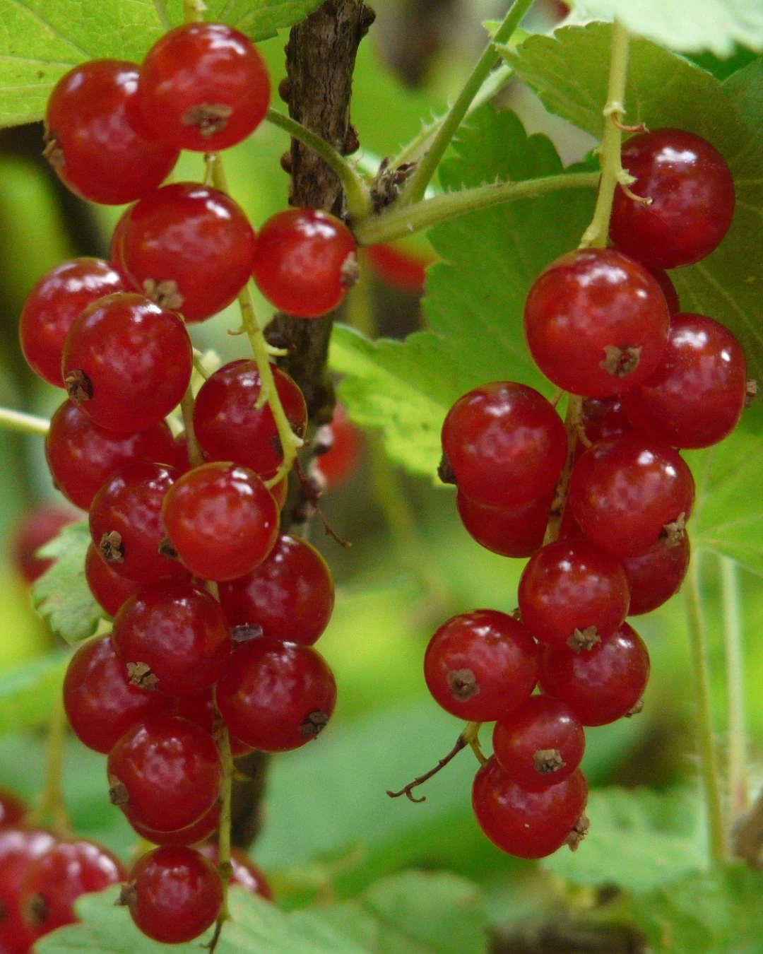 Ribes Rubrum Jonkheer Van Tets - VivaiBrugna