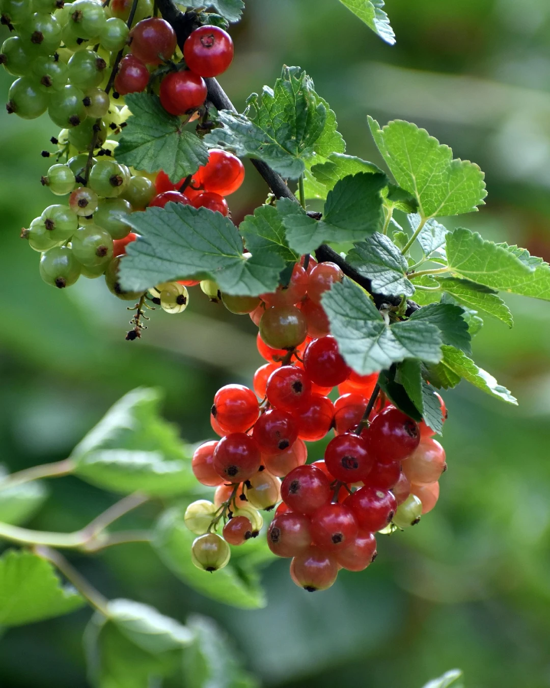 Ribes Rubrum Jonkheer Van Tets - VivaiBrugna