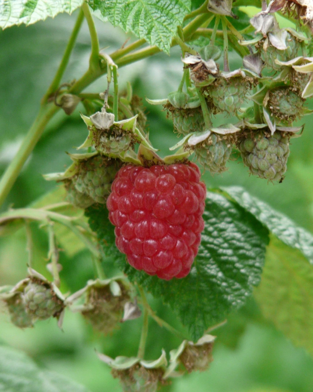 Rubus idaeus 'Heritage' - VivaiBrugna