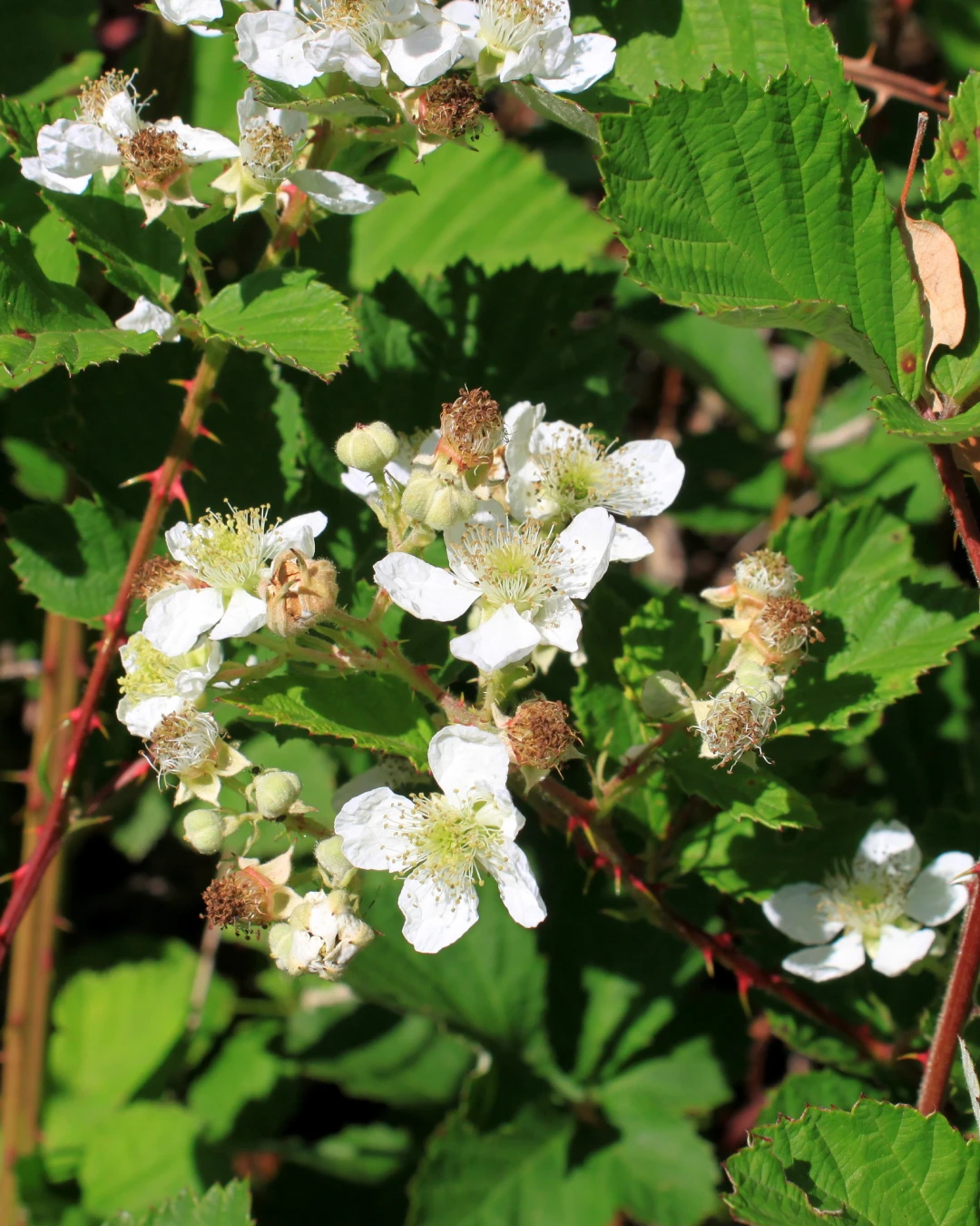 Rubus idaeus 'Heritage' - VivaiBrugna