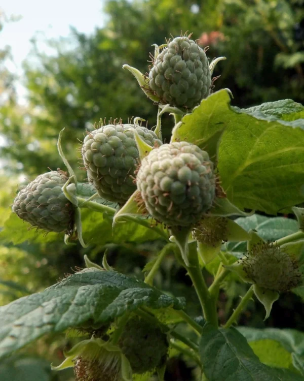 Rubus idaeus 'Heritage' - VivaiBrugna
