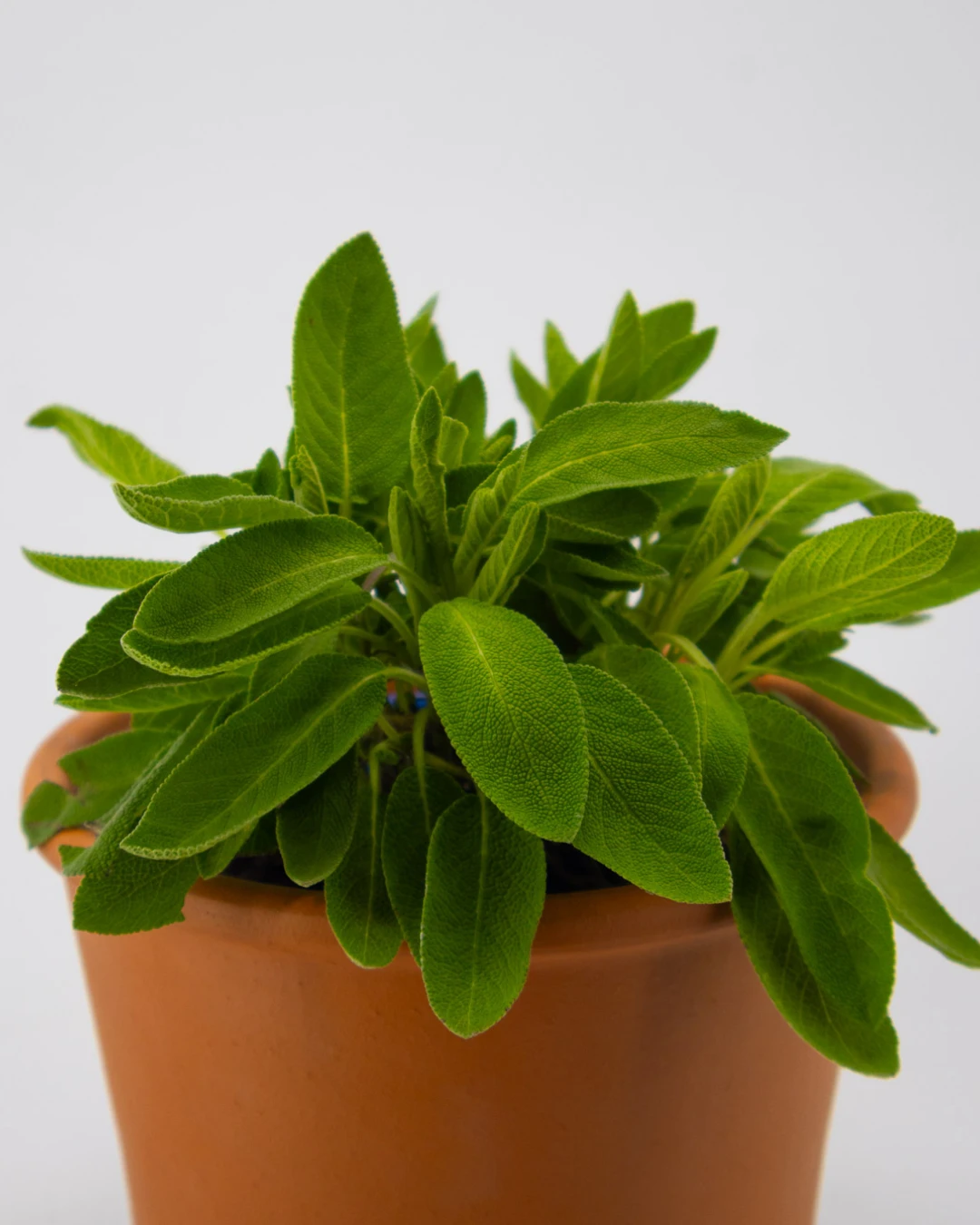 Salvia longifoglia - VivaiBrugna