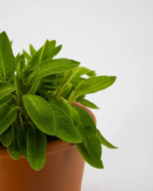 Salvia longifoglia - VivaiBrugna