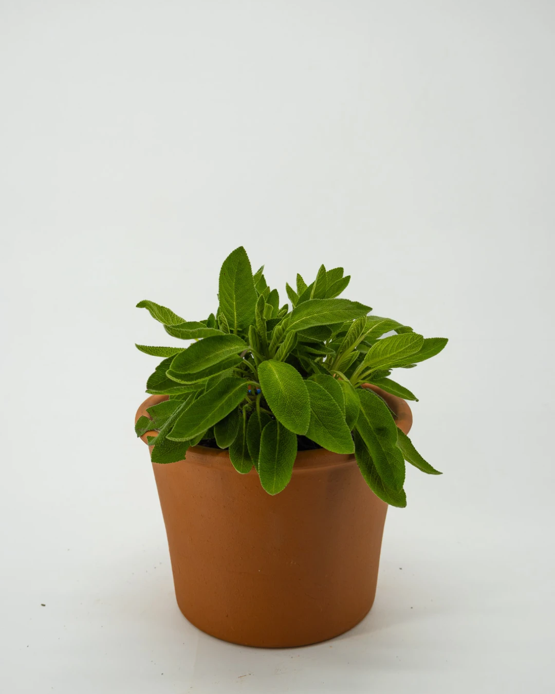 Salvia longifoglia - VivaiBrugna