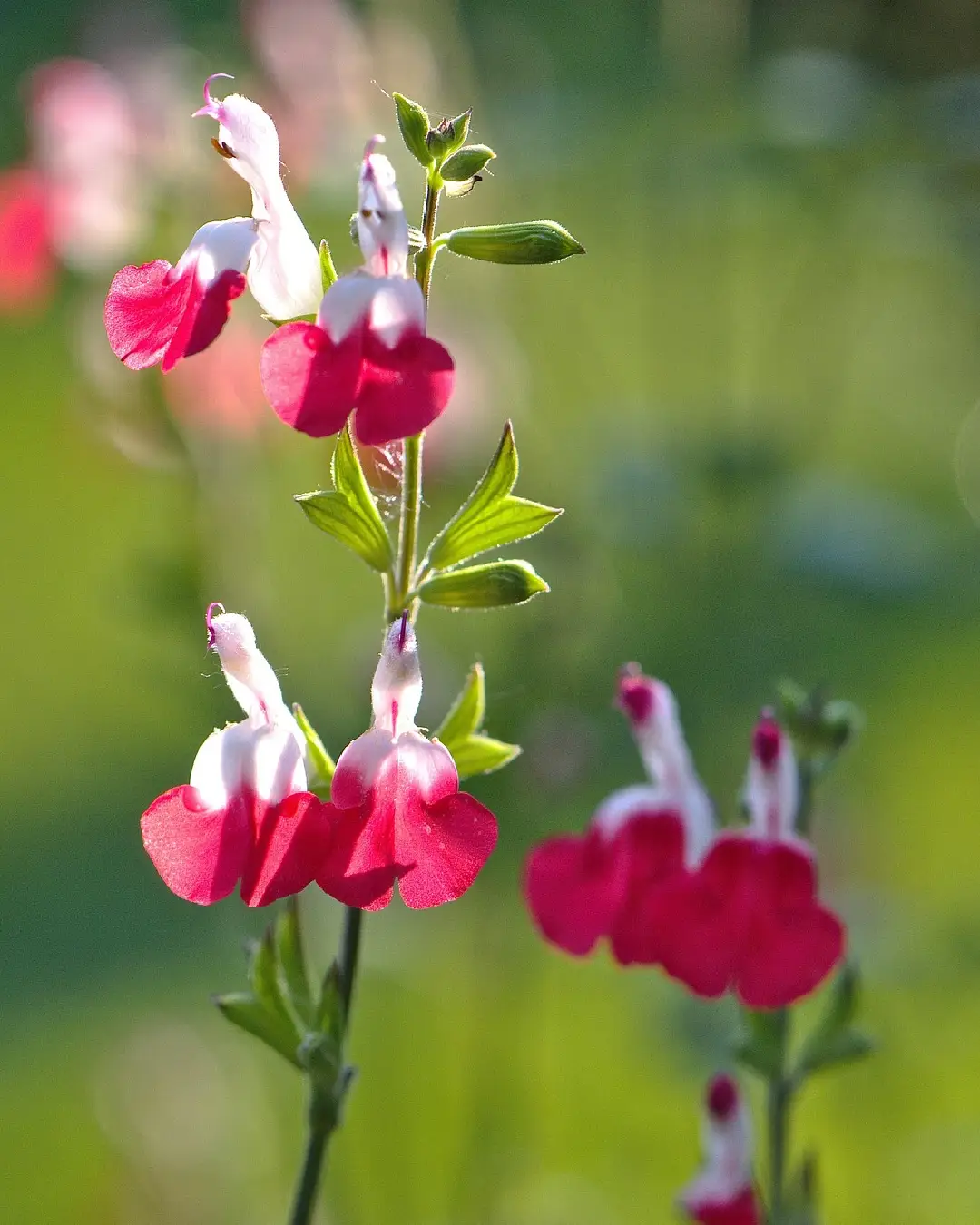 Salvia Gregii Amethyst Lips - VivaiBrugna