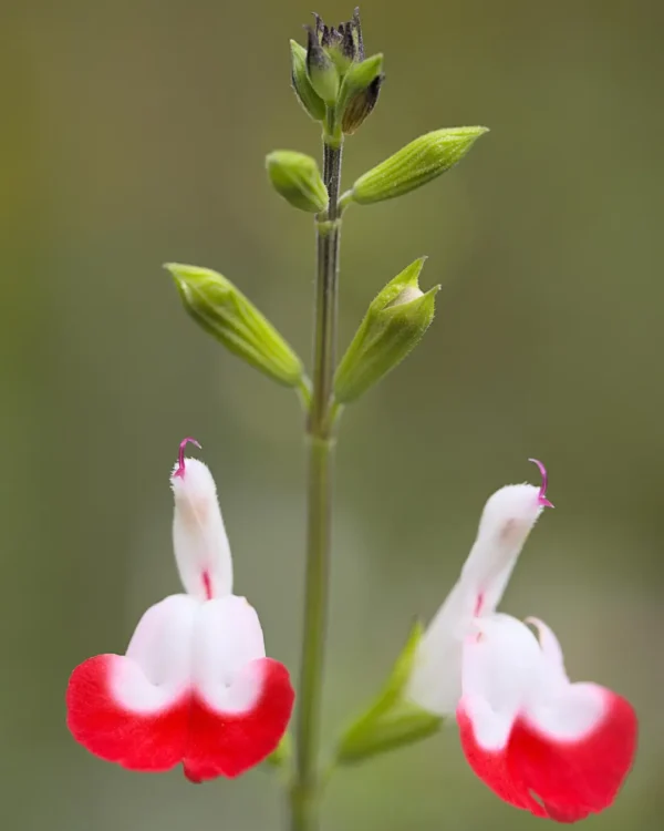 Salvia Gregii Amethyst Lips - VivaiBrugna